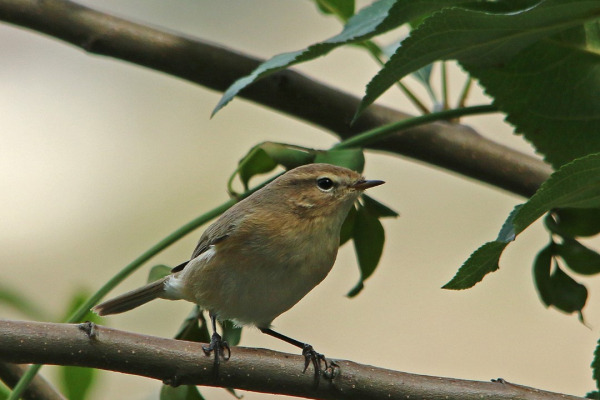 Black-browed Reed Warbler