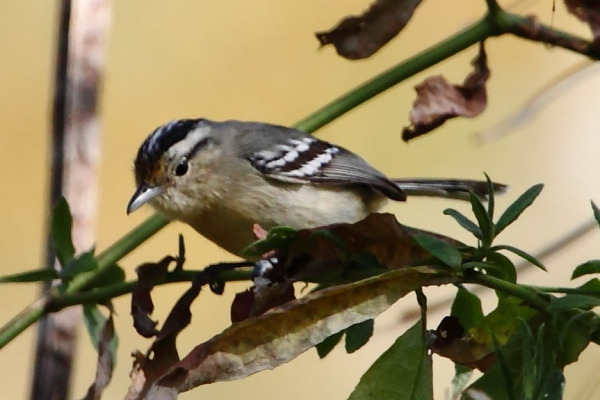 Black-capped Antwren