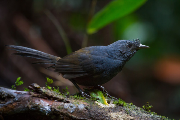 Black-capped Antwren