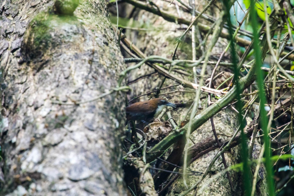 Black-capped Antwren