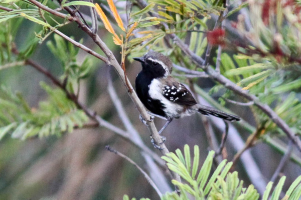 Black-capped Antwren