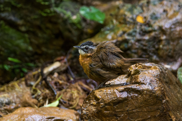 Black-capped Babbler