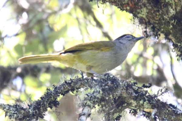 Black-capped Babbler