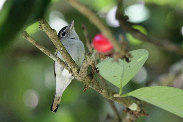 Black-capped Becard