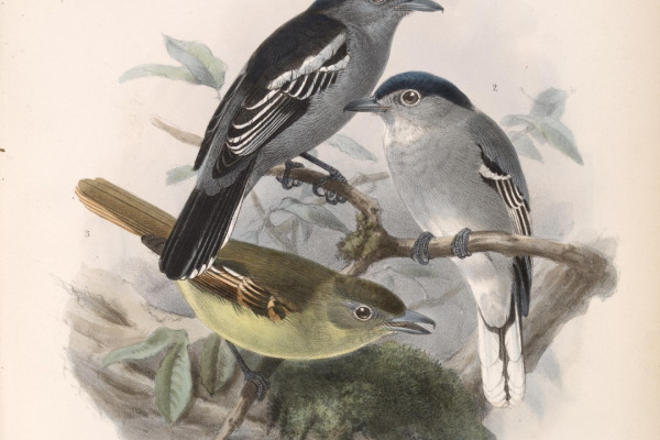 Black-capped Becard