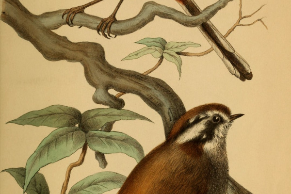 Black-capped Bushtit