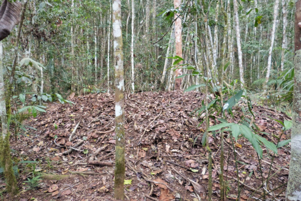 Black-capped Catbird