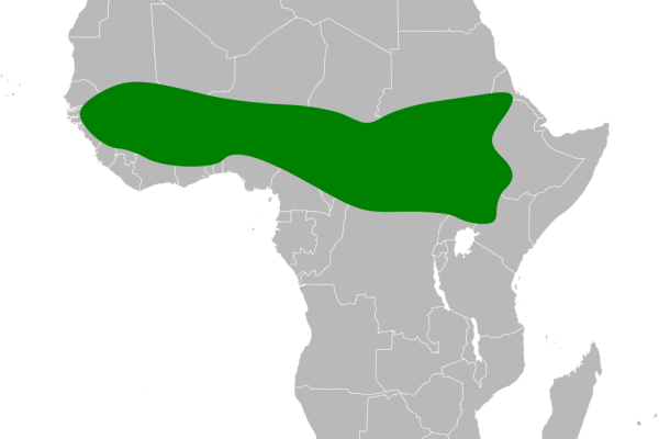 Black-capped Chickadee