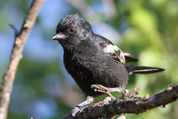 Black-capped Chickadee