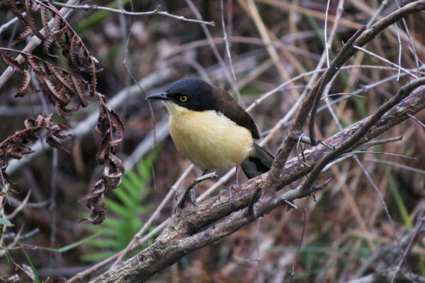 Black-capped Donacobius