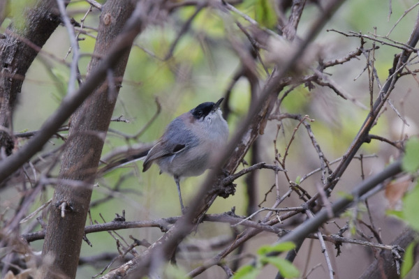 Black-capped Gnatcatcher