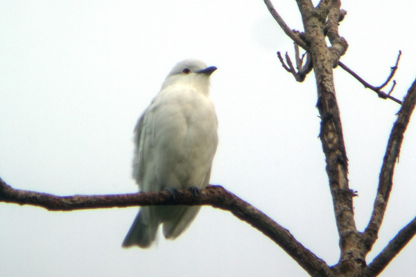 Black-capped Hemispingus