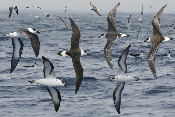 Black-capped Petrel