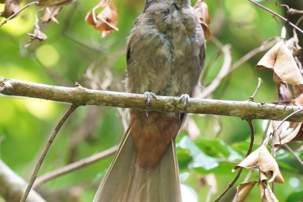 Black-capped Piprites