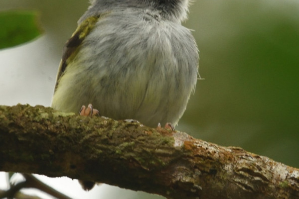 Black-capped Pygmy-Tyrant
