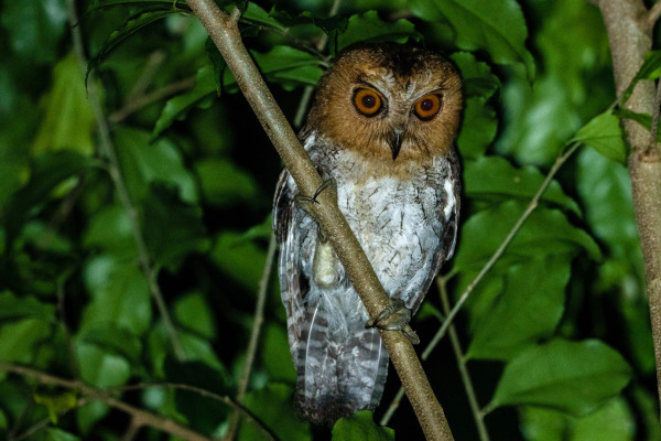 Black-capped Scops Owl