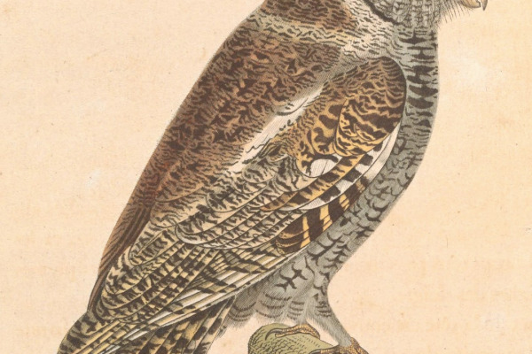 Black-capped Screech Owl