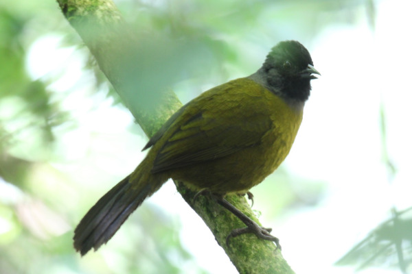 Black-capped Sparrow
