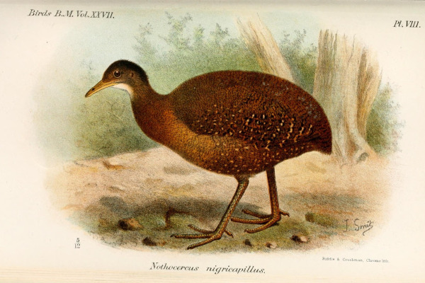 Black-capped Tinamou