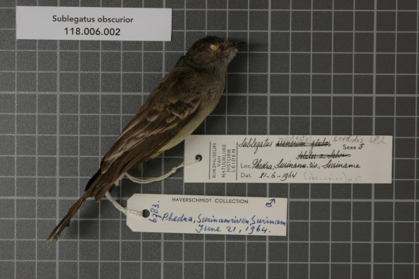 Black-capped Tyrannulet