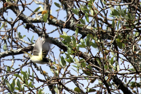 Black-capped Vireo