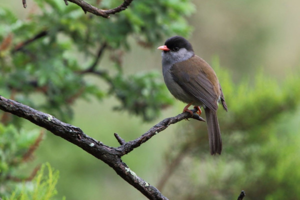 Black-capped Warbler