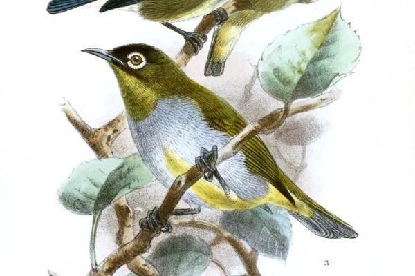 Black-capped White-eye