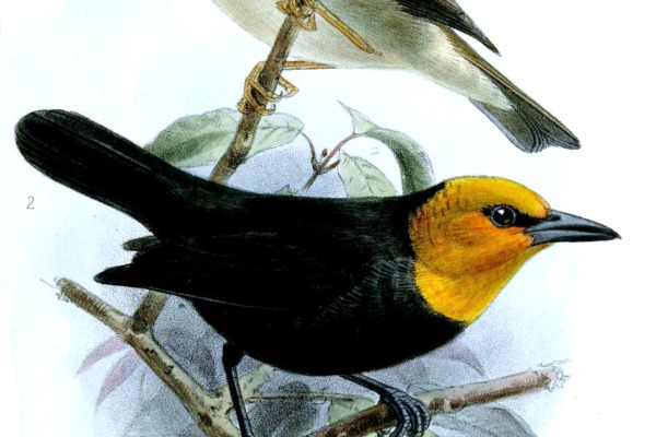 Black-capped White-eye