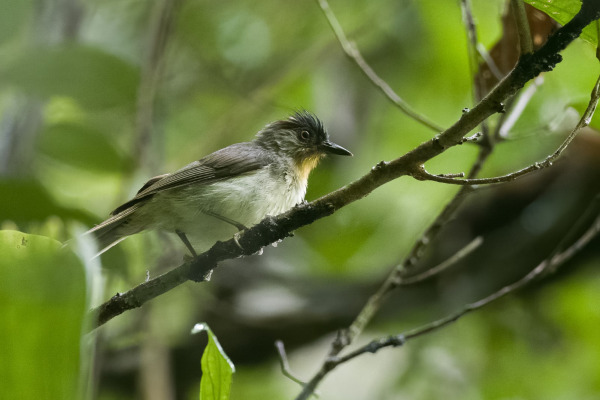 Black-capped Woodpecker