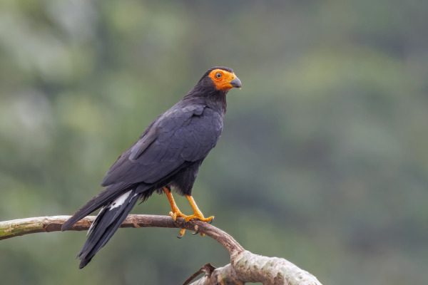 Black Caracara