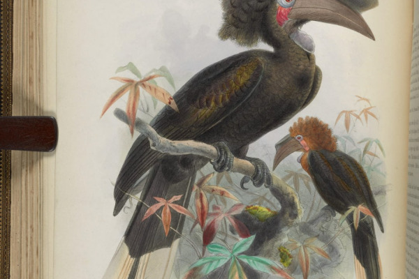 Black-casqued Wattled Hornbill