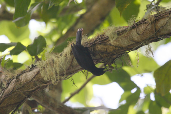 Black Catbird