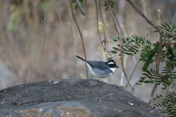 Black-cheeked Ant-Tanager