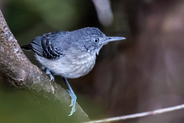 Black-cheeked Ant Tanager