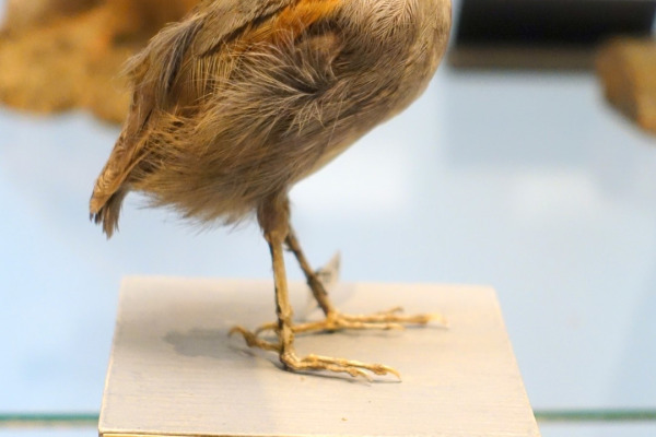 Black-cheeked gnateater