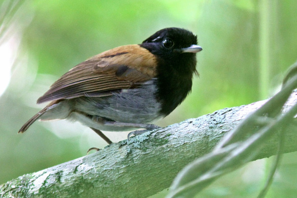 Black-cheeked Gnateater