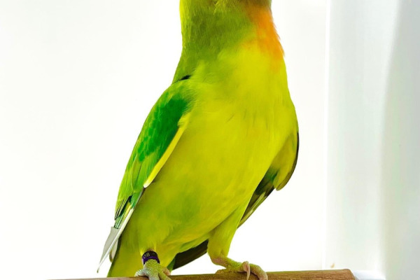 Black-cheeked Lovebird