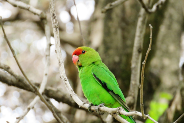 Black-cheeked Lovebird