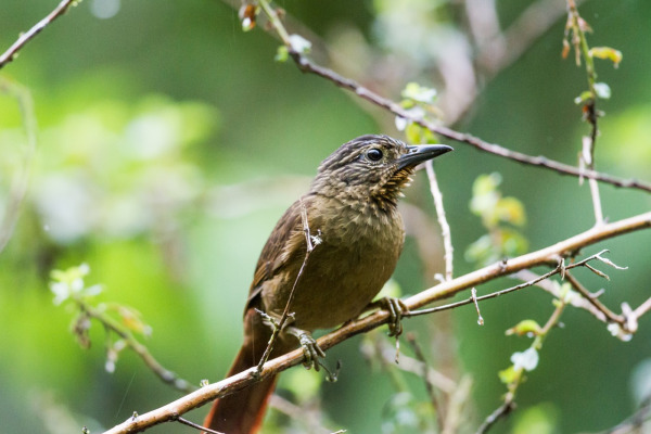 Black-cheeked Treehunter