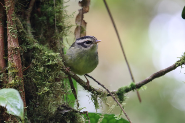 Black-cheeked Warbler