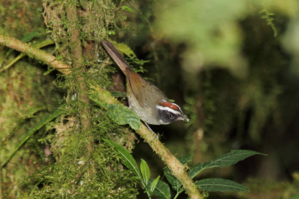 Black-cheeked Warbler