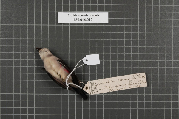 Black-cheeked Waxbill