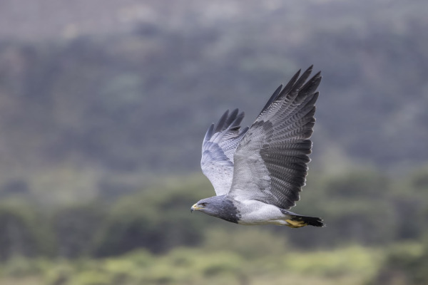 Black-chested Buzzard-Eagle