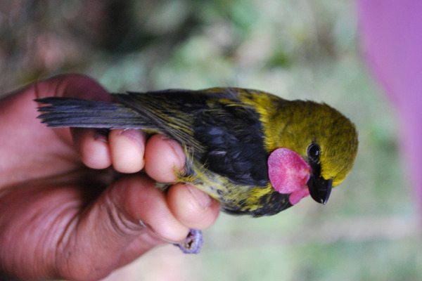 Black-chested Honeyeater
