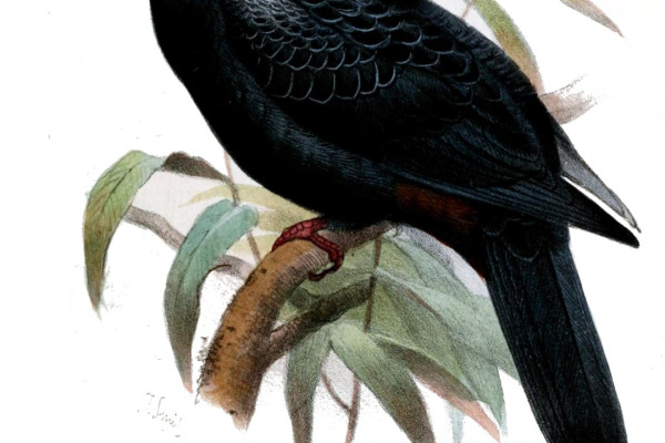 Black-chinned Fruit Dove