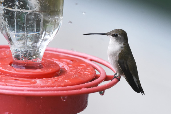 Black-chinned hummingbird