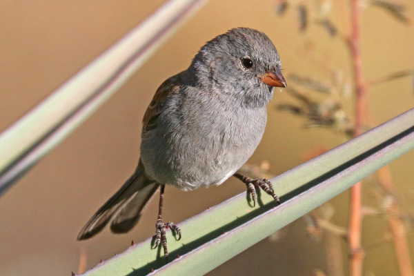 Black-chinned Sparrow