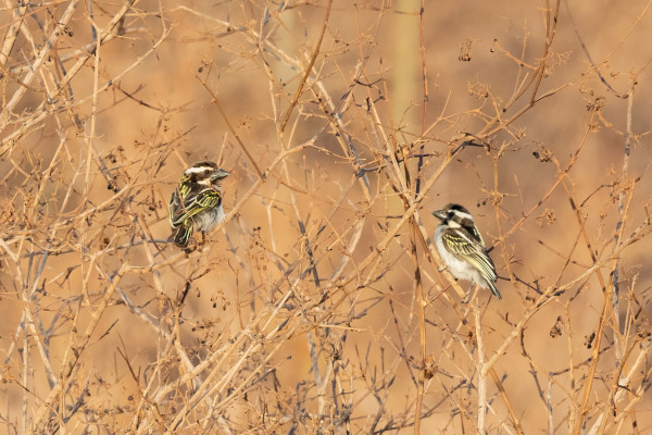 Black-Collared Barbet