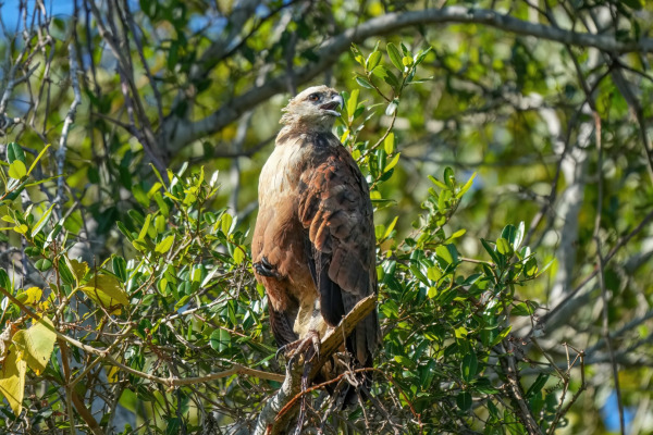 Black-collared Hawk
