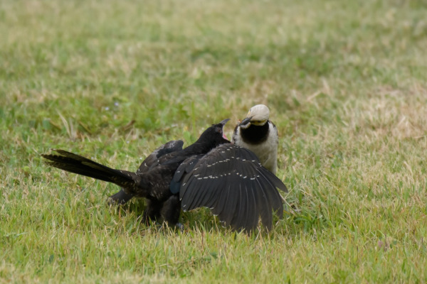 Black-collared Starling